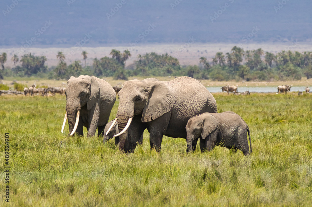 Elephant group, Loxodonta africana, in the grassland of Amboseli National Park in Kenya.