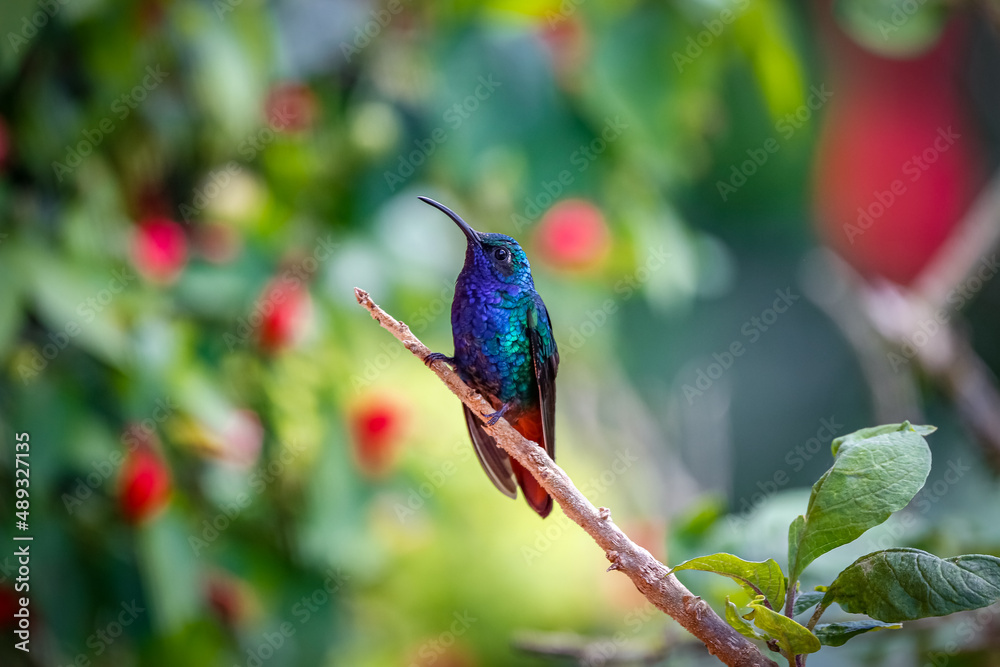 Fototapeta premium Shiny Lazuline sabrewing hummingbird (Campylopterus falcatus) perched on tiny branch against natural blurred background with red blossoms, Rogitama Biodiversidad, Colombia