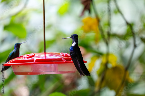 Close up of a Black inca hummingbird (Coeligena prunellei) sitting on a red hummingbird feeder, against natural blurred background, Rogitama Biodiversidad, Colombia
 photo