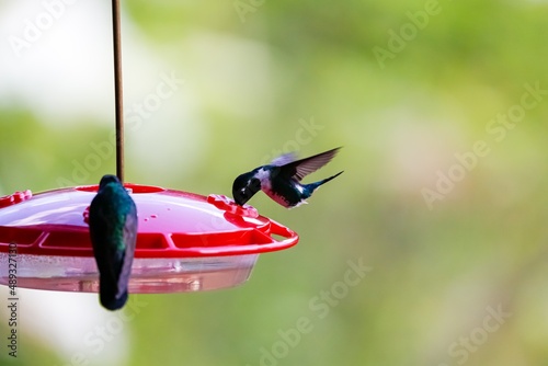 Black inca hummingbird (Coeligena prunellei) sucking sugar water at a red hummingbird feeder, Rogitama Biodiversidad, Colombia
 photo