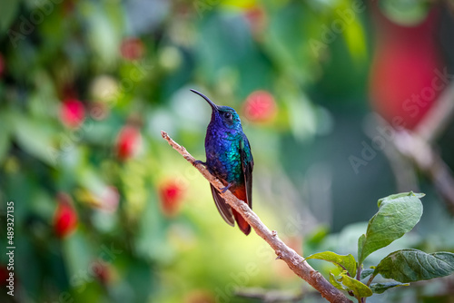 Shiny Lazuline sabrewing hummingbird (Campylopterus falcatus) perched on tiny branch against natural blurred background with red blossoms, Rogitama Biodiversidad, Colombia photo