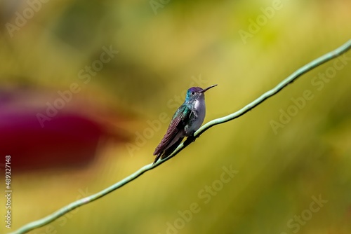 Andean emerald (Uranomitra franciae) perched on tiny branch against bright blurred background, side view, Rogitama Biodiversidad, Colombia
 photo