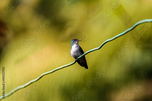 Andean emerald (Uranomitra franciae) perched on tiny branch against bright blurred background, looking to the right, Rogitama Biodiversidad, Colombia
 photo