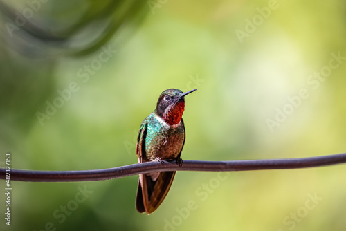 Close up of colorful Tourmaline sunangel (Heliangelus exortis)  perched on a twig in sunlight with bright green blurred background, Rogitama Biodiversidad, Colombia
 photo