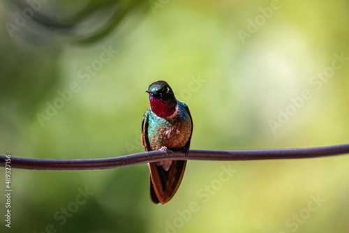 Close up front view of colorful Tourmaline sunangel (Heliangelus exortis)  perched on a branch in sunlight with bright green blurred background, Rogitama Biodiversidad, Colombia photo