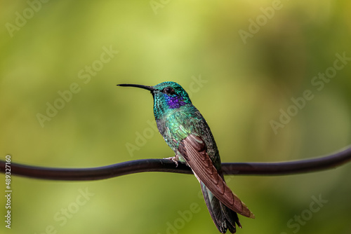 Close up of a Green violet-ear hummingbird (Colibri thalassinus) or Mexican violetear perched on tiny branch against natural blurred background, Rogitama Biodiversidad, Colombia 