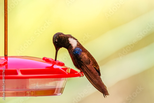 Black inca hummingbird (Coeligena prunellei) sucking sugar water at a hummingbird feeder, against yellow blurred background, Rogitama Biodiversidad, Colombia photo