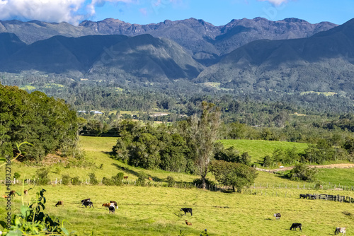 View to valley with cattle grazing on green grass, forest and mountains in the background on a sunny day, Villa de Leyva, Colombia