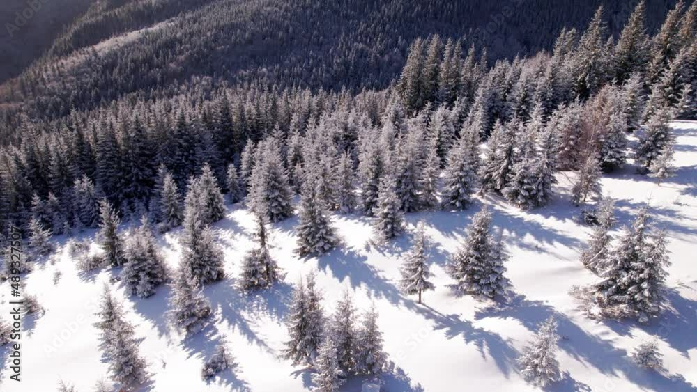 Aerial crane shot of forest covered in snow at sunrise. Flying over mountain valley in winter Aerial crane shot of forest covered in snow at sunrise. Flying over mountain valley in winter