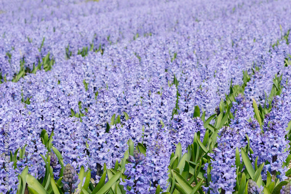 Obraz premium blue hyacinths on hyacinth field in spring