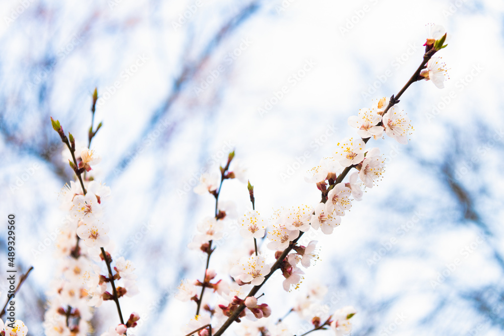 Apricot tree branches blossoming with spring flowers on natural blurred background, blossom