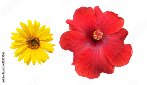 Isolated hibiscus or chinese rose and sunflower with clipping paths. © Sophon_Nawit