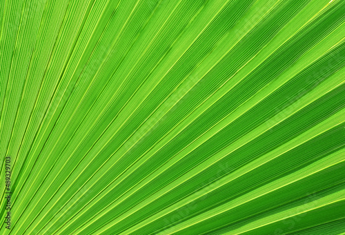 Backlit fresh palm tree leaves on blue sky background. Tourists attraction. Natural tropical textured abstract background.