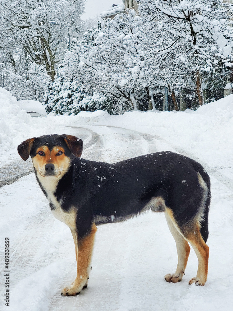Portrait of dog standing on the street at snowy winter day Portrait of dog standing on the street at snowy winter day