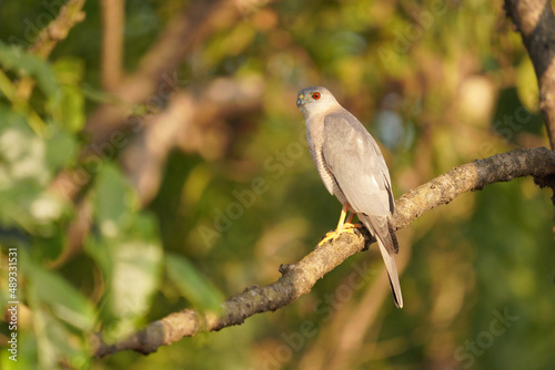 Shikra, Accipiter badius, Satara, Maharashtra, India