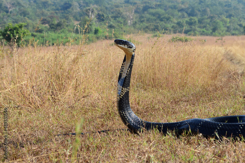 Canvas Print King cobra, Ophiophagus hannah is a venomous snake species of elapids endemic to
