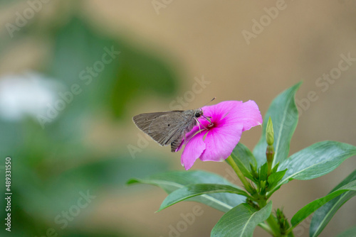 Baoris farri, commonly known as the paintbrush swift.  Endemic to Western Ghats , Satara, Maharashtra, india photo