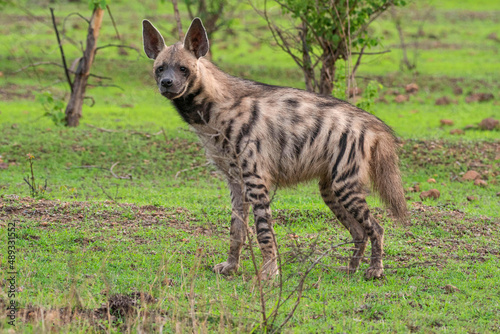 The striped hyena, Hyaena hyaena , Satara, Maharashtra, india.jpg photo
