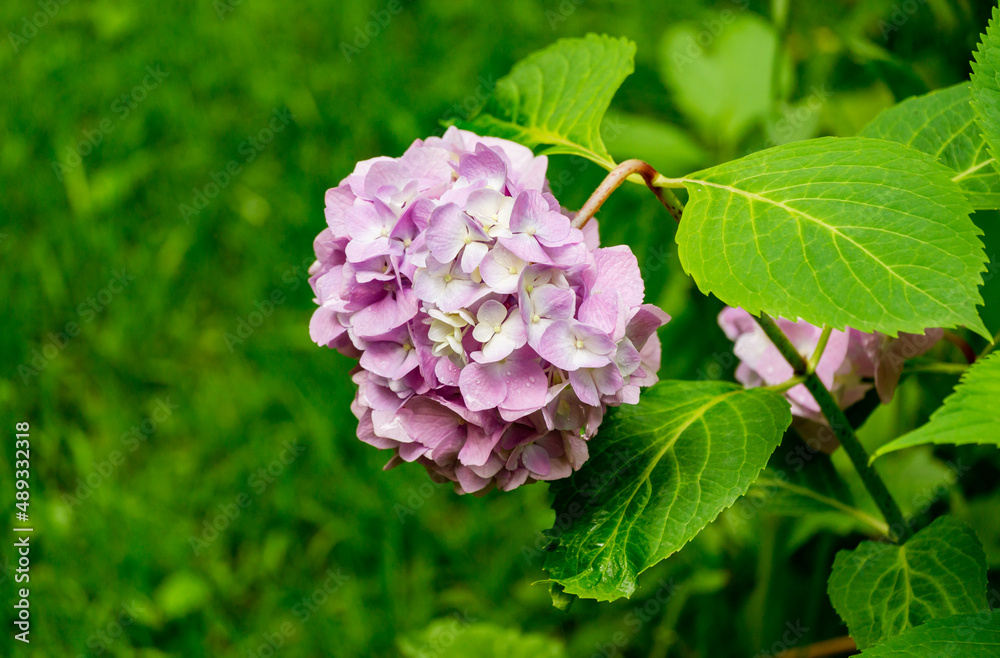 Soft selective macro focus of big pink flowers of hydrangea macrophylla against the garden background. Bigleaf Hydrangea for elegant nature concept design Soft selective macro focus of big pink flowers of hydrangea macrophylla against the garden background. Bigleaf Hydrangea for elegant nature concept design