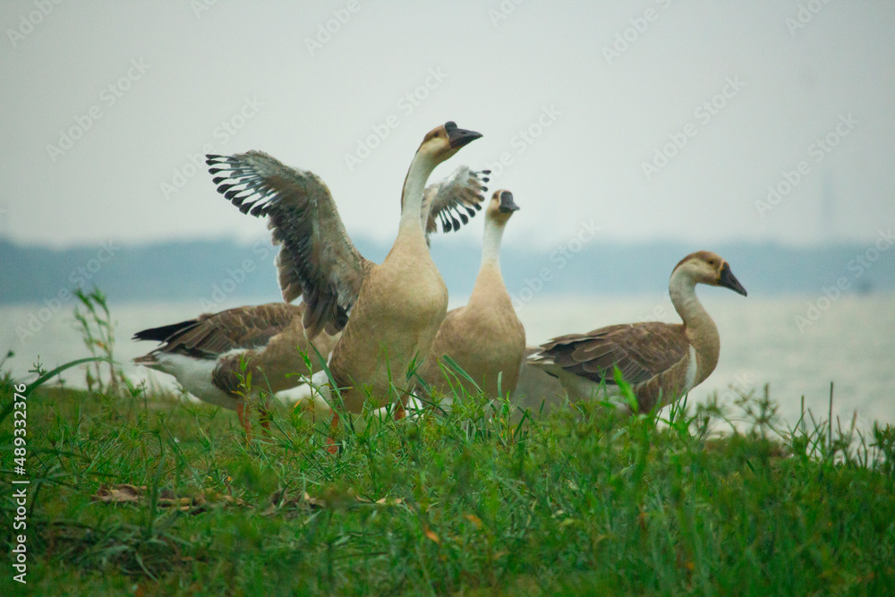 Some beautiful king ducklings in cloudy environment Some beautiful king ducklings in cloudy environment
