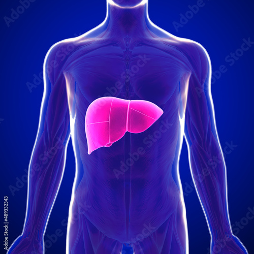 The liver is an organ of the digestive system only found in vertebrates which detoxifies various metabolites, synthesizes proteins and produces biochemicals necessary for digestion and growth.