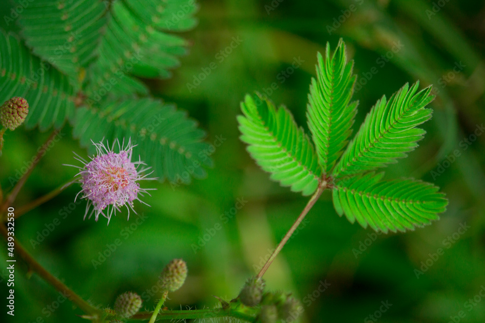 A beautiful picture of a shy flower