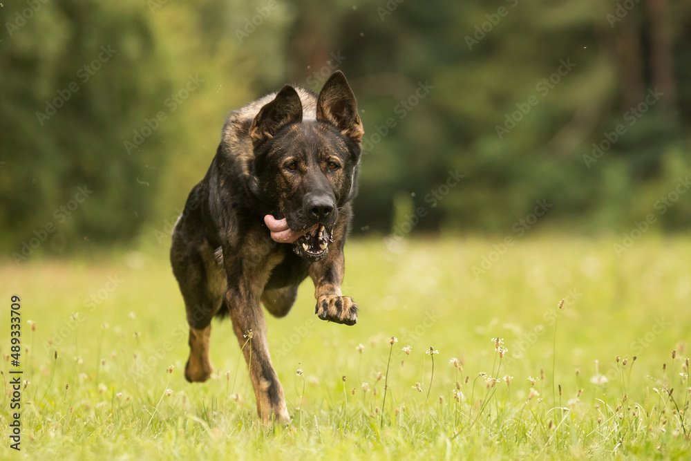 female German Shepherd when running fast female German Shepherd when running fast