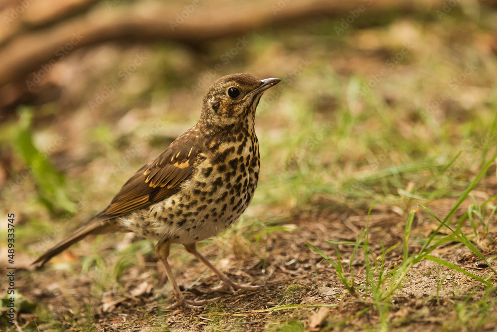 song thrush (Turdus philomelos) on the ground up close song thrush (Turdus philomelos) on the ground up close