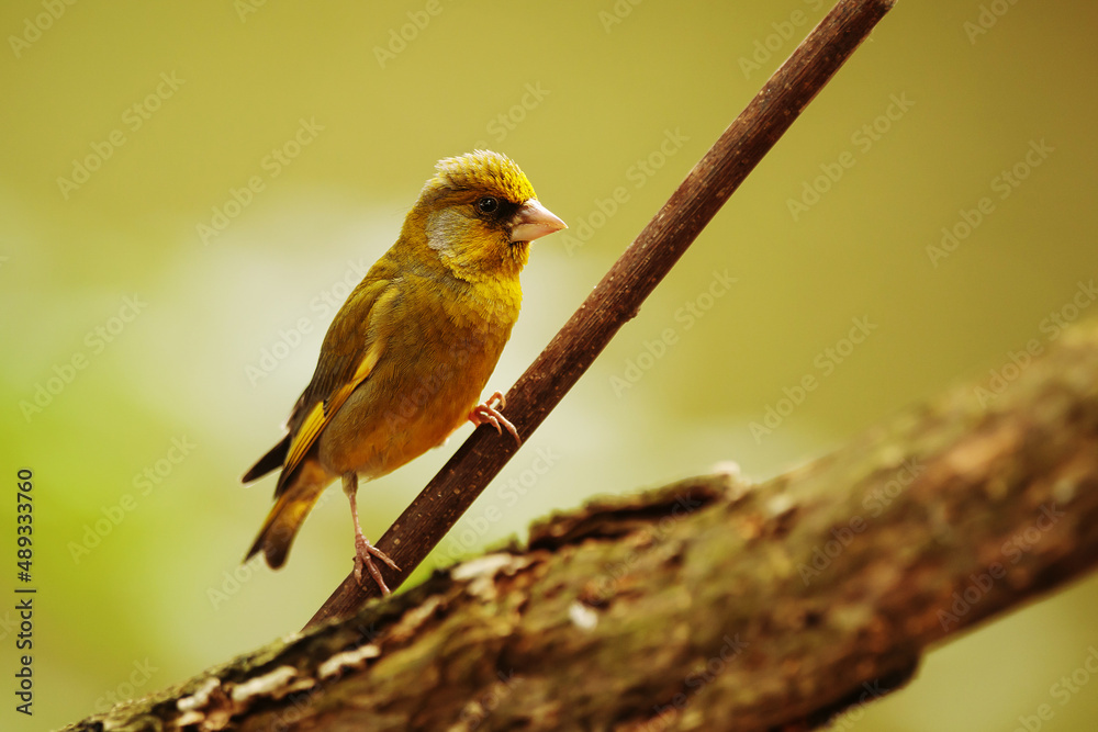 male European greenfinch (Chloris chloris) holding onto a thin branch male European greenfinch (Chloris chloris) holding onto a thin branch