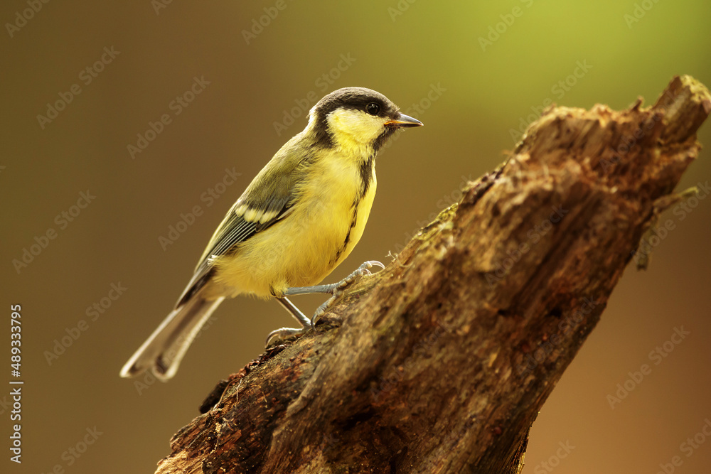 Fototapeta premium Great tit (Parus major) in nice colours