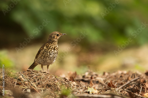 song thrush (Turdus philomelos) on the ground looking for food © michal