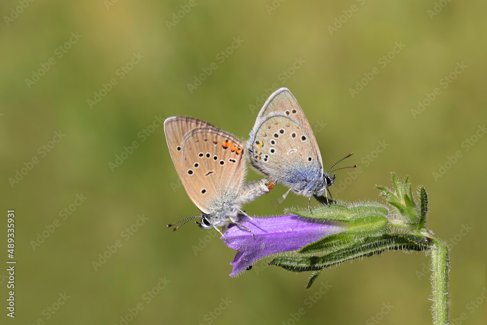 Fototapeta premium Pair of Many-eyed Beautiful Blue (Polyommatus bellis) on flower