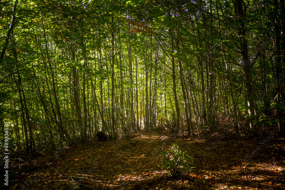 Obraz premium forest in the morning