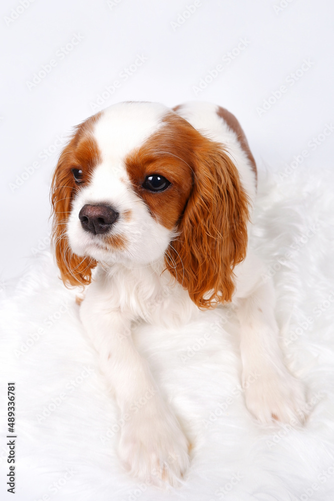 Funny portrait of a white dog with red spots. A little King Charles spaniel puppy is lying on a white fur rug, looking away. Vertical photo