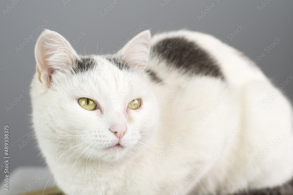 White with black spots adult cat with green eyes on a gray background. Concept pets