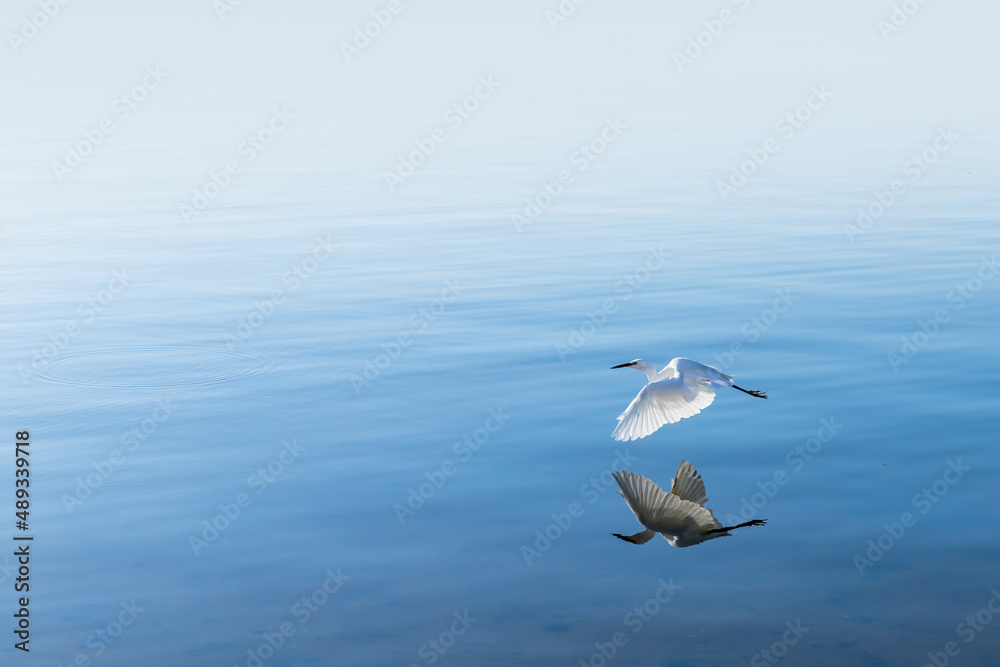 White bird is flying over sea water surface