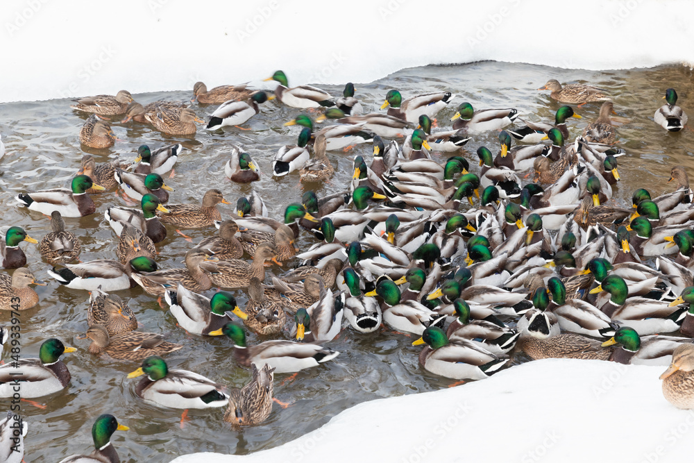 A lot of ducks and drakes are in a river water