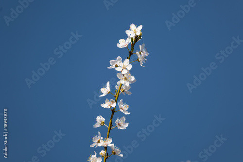 white flowers against blue sky