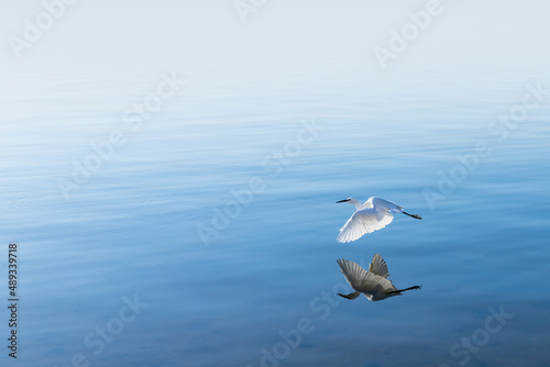 White bird is flying over sea water surface