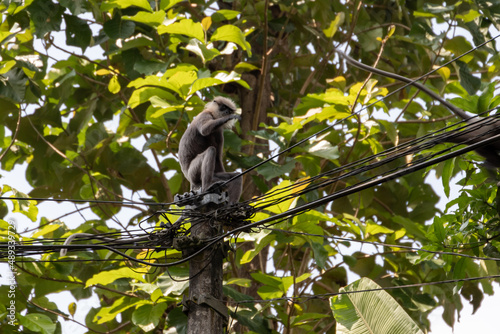 Monkey is on electric wires, outdoor photo photo