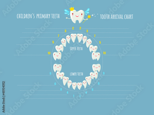 Children's  primary teeth tooth arrival chart. Temporary teeth - names, groups, period of eruption and shedding of the children. Vector illustration, baby teeth.