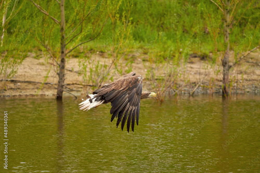 A hunting bald eagle flies above the water surface of a green lake in search of fish. Trees in the background, reflection, detail