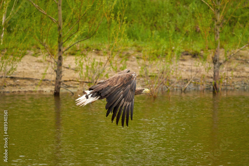 A hunting bald eagle flies above the water surface of a green lake in search of fish. Trees in the background  reflection  detail