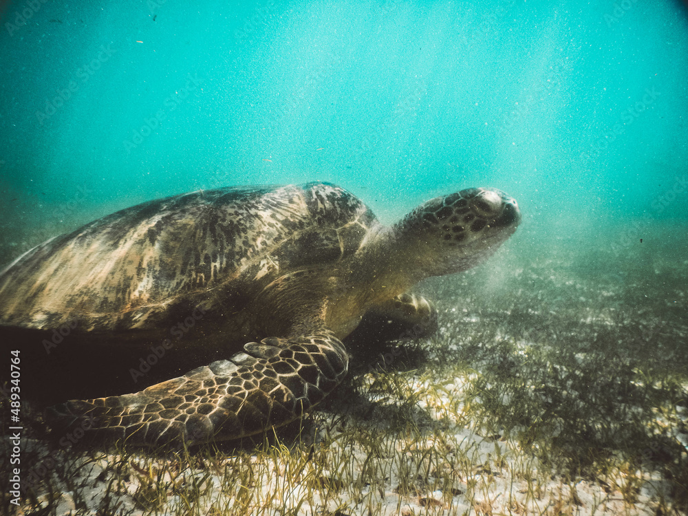 Obraz premium green sea turtle