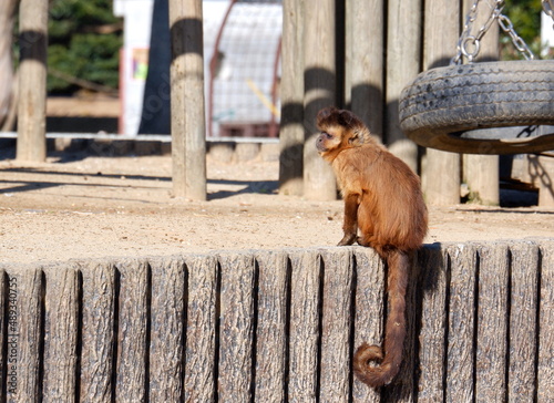 フサオマキザル（横顔） photo