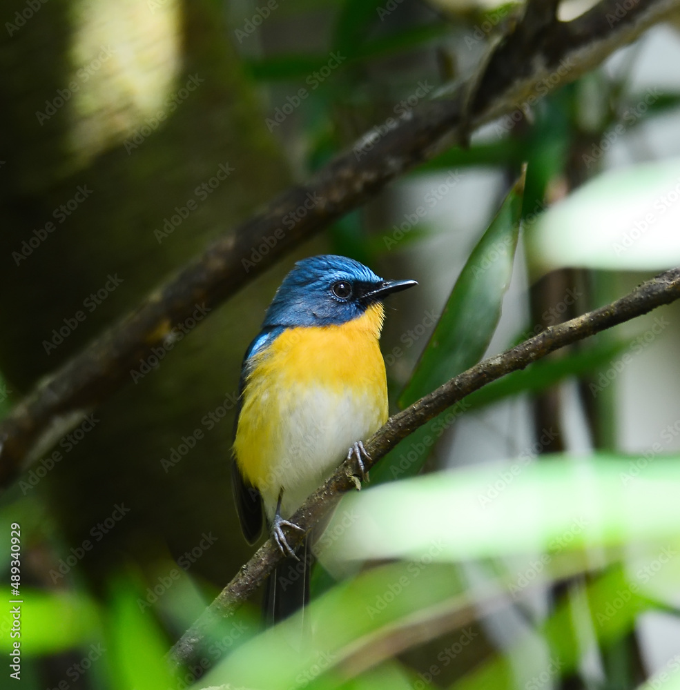 Fototapeta premium Beautiful Bird hill blue flycatcher in nature