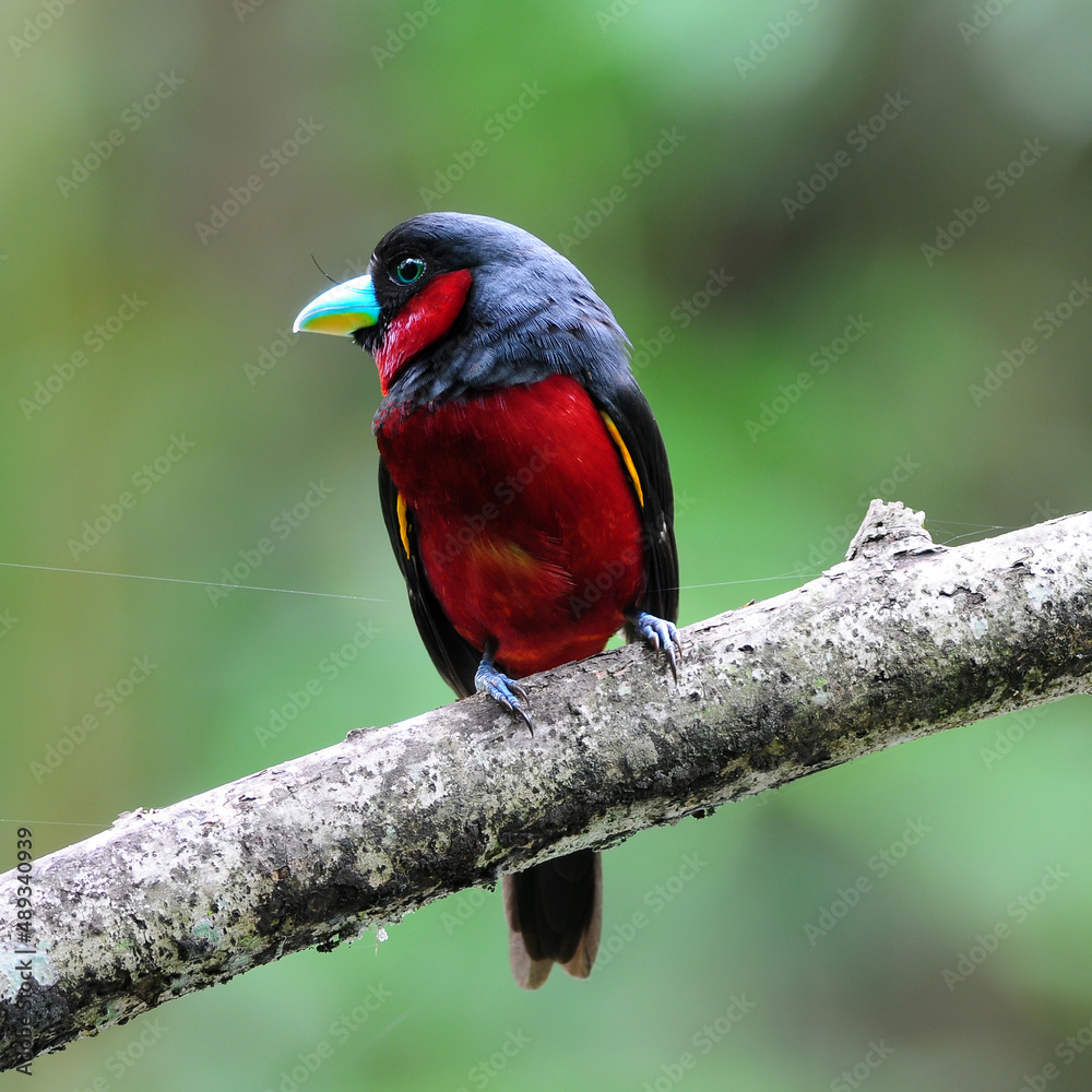 Colorful of black and red bird of Black-and-Red broadbill (Cymbirhynchus macrorhynchos) standing on a branch