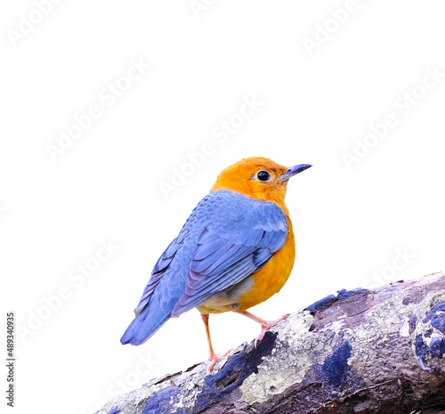 Bird Orange-headed Thrush isolated on a white background