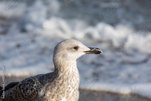 A young and curious yellow-legged gull, observing from the sea shore of Barceloneta beach