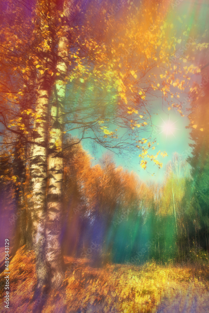Fototapeta premium bright autumn evening beautiful landscape with white birches and golden foliage.
